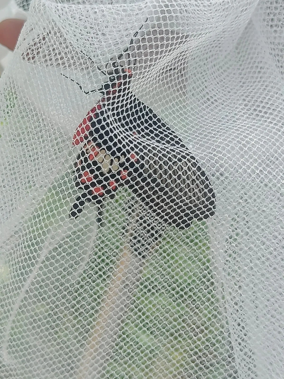 Extension Activity on Collecting Insects